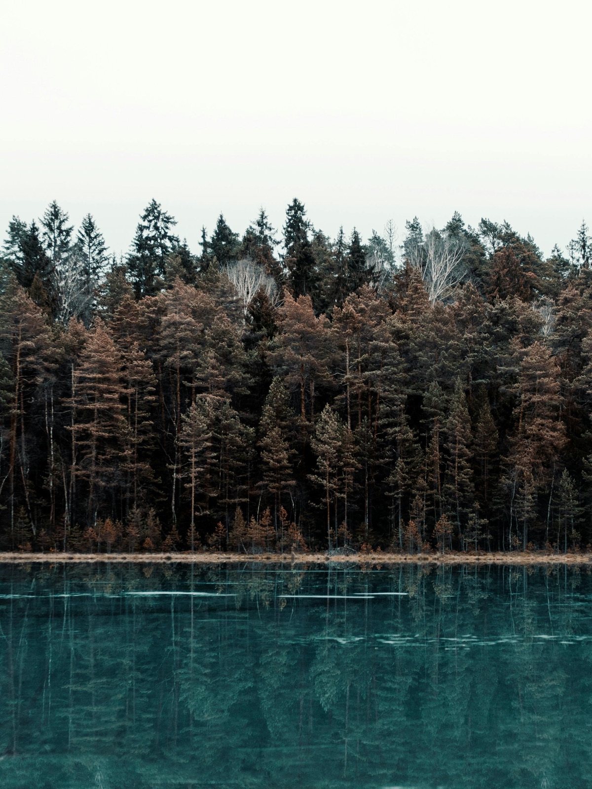 Quebec boreal — Southern Arm